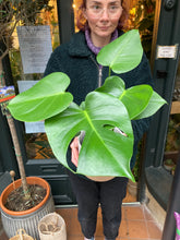 Load image into Gallery viewer, Monstera deliciosa 14cm Pot - *Local Delivery or Local Pick Up Only*
