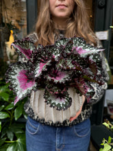Load image into Gallery viewer, Begonia Rex Purple Blush / Rex Begonia
