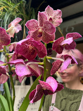 Load image into Gallery viewer, Hanging Vanda Orchid - Mixed Flower Colours - *Local Delivery or Local Pick Up Only*
