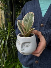 Load image into Gallery viewer, Ficus elastica Tineke / Variegated Rubber Plant - 6cm Pot
