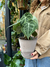 Load image into Gallery viewer, Anthurium clarinervium / Velvet Cardboard Anthurium
