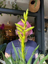 Load image into Gallery viewer, Tillandsia oerstediana / Flaming Sword Bromeliad - *Local Delivery or Local Pick Up only*
