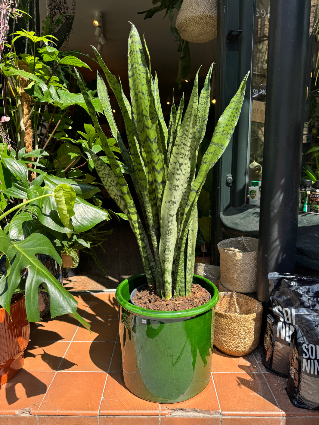 Sansevieria trifasciata Zeylanica / Snake Plant - *Local Delivery or Pick Up Only*