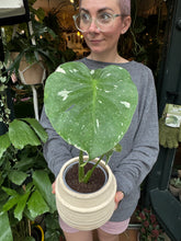 Load image into Gallery viewer, Monstera Thai Constellation / Variegated Cheese Plant
