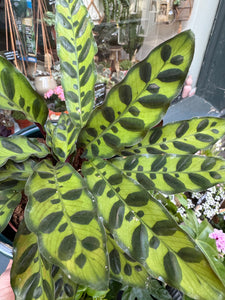 Calathea lancifolia Insigne / Rattlesnake Prayer Plant - 12cm Pot