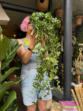 Load image into Gallery viewer, Cissus striata parthenocissus / Miniature Grape Ivy / Verona Vein
