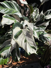 Load image into Gallery viewer, Calathea ‘Stella’ / Prayer Plant - *Local Delivery or Local Pick Up Only*
