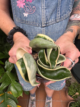 Load image into Gallery viewer, Hoya carnosa Compacta Variegata / Variegated Hindu Rope Wax Plant
