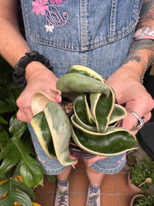 Hoya carnosa Compacta Variegata / Variegated Hindu Rope Wax Plant