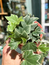 Load image into Gallery viewer, Hedera helix Variegata / Variegated Ivy
