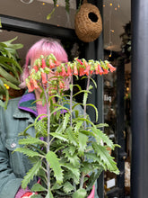 Load image into Gallery viewer, Kalanchoe Lucky Bells

