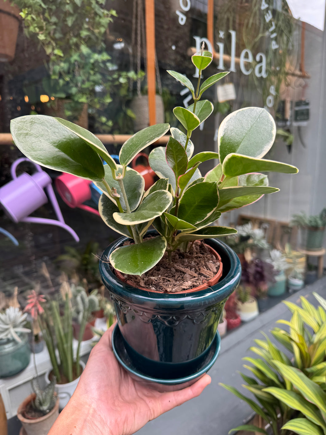 Hoya australis Blondie / Wax plant