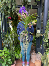 Load image into Gallery viewer, Hanging Vanda Orchid - Mixed Flower Colours
