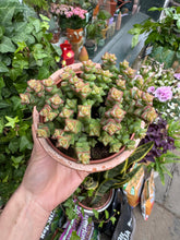Load image into Gallery viewer, Crassula rupestris Tom Thumb / Buttons on a String
