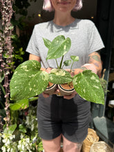Load image into Gallery viewer, Monstera Thai Constellation / Variegated Cheese Plant
