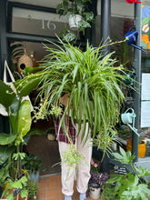 Load image into Gallery viewer, Chlorophytum comosum Variegatum / Spider Plant XL
