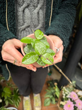Load image into Gallery viewer, Hoya mathilde Splash / Wax Plant
