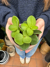 Load image into Gallery viewer, Peperomia tetraphylla Hope
