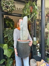 Load image into Gallery viewer, Cleistocactus strausii / Silver Torch / Wooly Torch - *Local Delivery or Local Pick Up Only*
