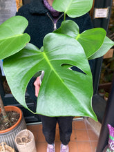 Load image into Gallery viewer, Monstera deliciosa 14cm Pot - *Local Delivery or Local Pick Up Only*
