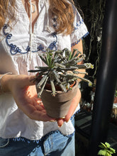 Load image into Gallery viewer, Kalanchoe tubiflora / Mother of Millions
