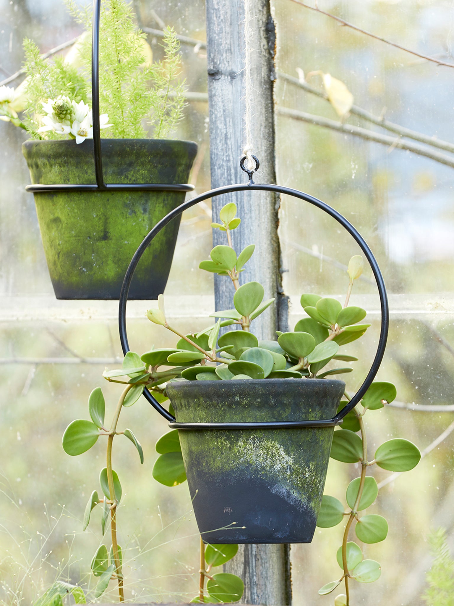hanging plants in nursery Metal Hanging Plant Hoop – Pilea Plant Shop