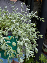 Load image into Gallery viewer, Cotyledon pendens / Cliff Cotyledon
