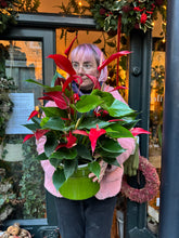 Load image into Gallery viewer, Anthurium banderola Roja / Flamingo Flower
