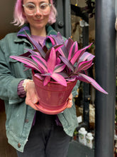Load image into Gallery viewer, Tradescantia pallida Pink Stripe / Inch Plant
