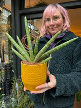 Load image into Gallery viewer, Sansevieria cylindrica Skyline / Snake Plant
