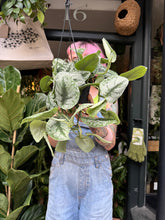 Load image into Gallery viewer, Epipremnum pictus Trebie / Satin Pothos
