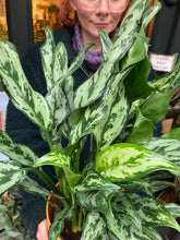 Load image into Gallery viewer, Aglaonema Miss Juliette - *Local Delivery or Local Pick Up Only*
