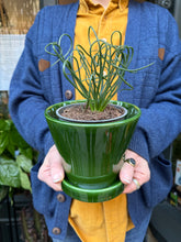 Load image into Gallery viewer, Albuca spiralis Frizzle Sizzle / Corkscrew Albuca
