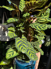 Load image into Gallery viewer, Calathea makoyana / Prayer Plant - *Local Delivery or Local Pick Up Only*
