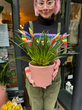 Load image into Gallery viewer, Vriesea Shannon / Flaming Sword Bromeliad
