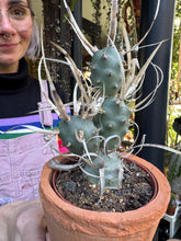 Load image into Gallery viewer, Tephrocactus articulatus Papyracanthus / Paper Spine Cactus
