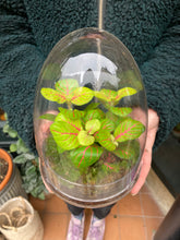 Load image into Gallery viewer, Glass Egg Sealed Terrarium - *Local Delivery or Local Pick Up Only*
