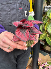 Load image into Gallery viewer, Begonia Red Kiss / Rex Begonia
