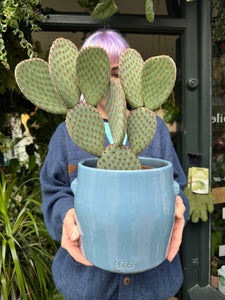 Opuntia macrocalyx / Bunny Ear / Polka Dot Cactus