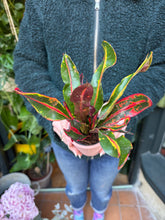 Load image into Gallery viewer, Codiaeum mammi / Croton
