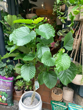 Load image into Gallery viewer, Ficus umbellata - *Local Delivery or Local Pick Up Only*
