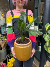 Load image into Gallery viewer, Aspidistra elatior Milky Way / Variegated Cast Iron Plant
