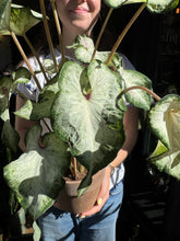 Load image into Gallery viewer, Caladium White / Angel Wings
