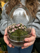 Load image into Gallery viewer, Glass Egg Sealed Terrarium - *Local Delivery or Local Pick Up Only*
