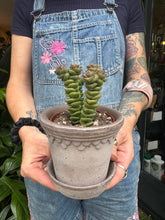 Load image into Gallery viewer, Crassula marnieriana / Worm Plant
