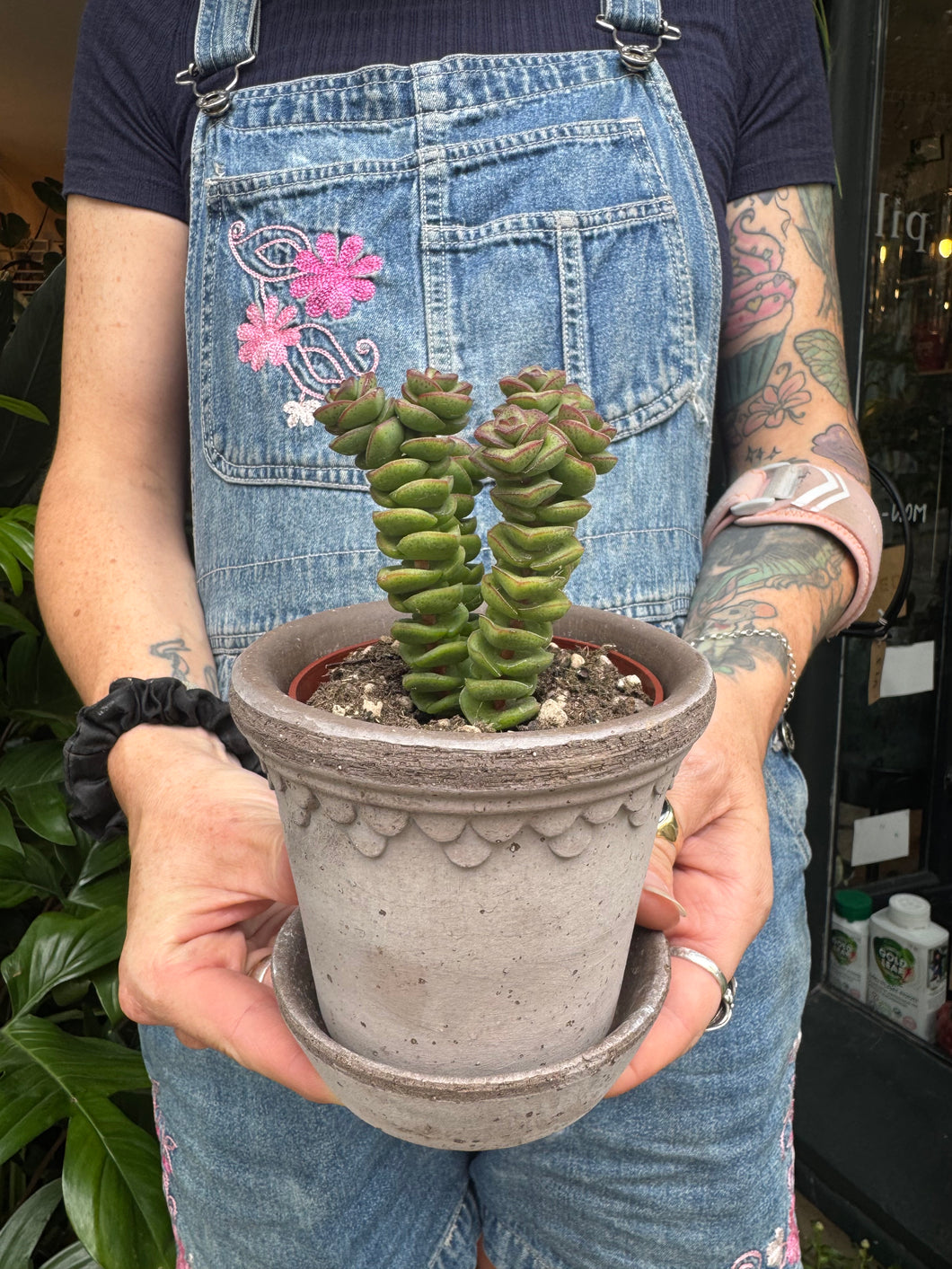 Crassula marnieriana / Worm Plant