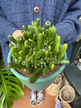Load image into Gallery viewer, Crassula ovata Hobbit / Jade Plant
