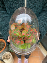 Load image into Gallery viewer, Glass Egg Sealed Terrarium - *Local Delivery or Local Pick Up Only*
