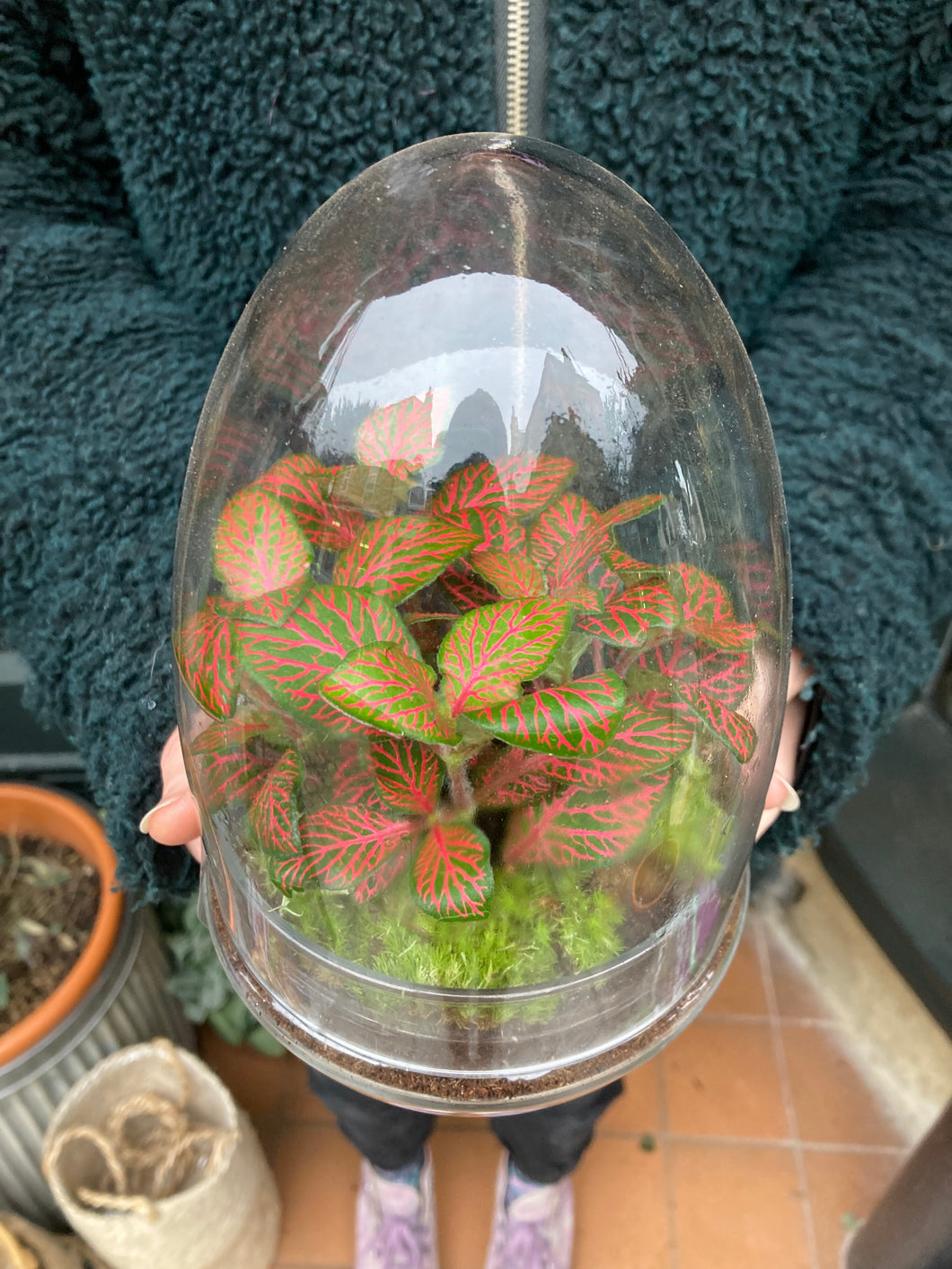 Glass Egg Sealed Terrarium - *Local Delivery or Local Pick Up Only*