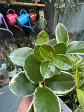 Load image into Gallery viewer, Hoya australis Blondie / Wax plant

